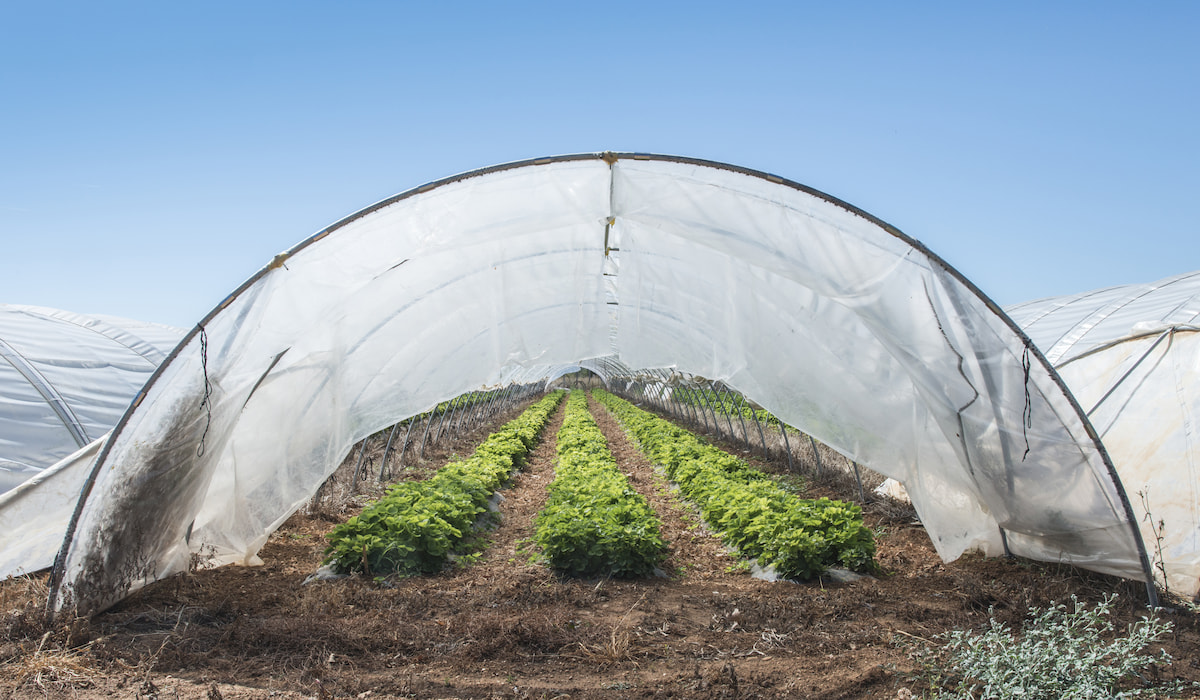 Strawberries-in-green-house