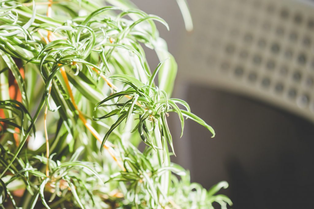 The Spider Plant (Chlorophytum) on Table.
