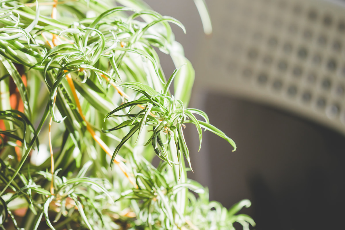 Do Spider Plants Like to Be Misted? Gardening Glow