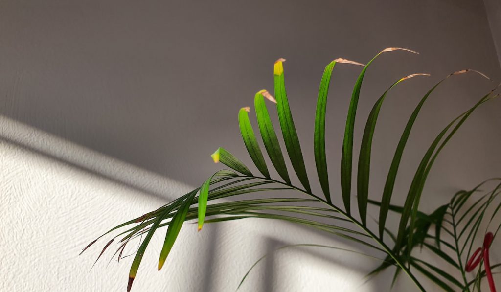 The leaves of a areca palm tree against the background of the shadow from the window on the wall.