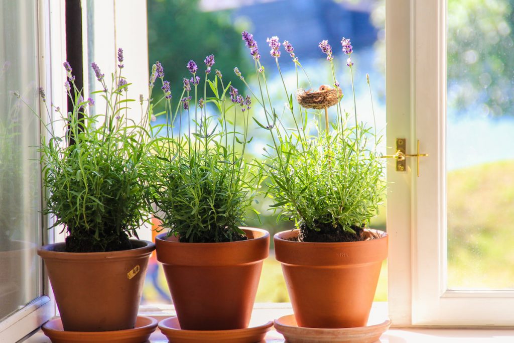 Three Lavender plants under the sun by the window sill on a sunny summer day