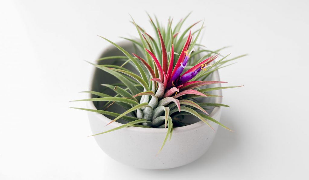 Tillandsia air plant on a white background