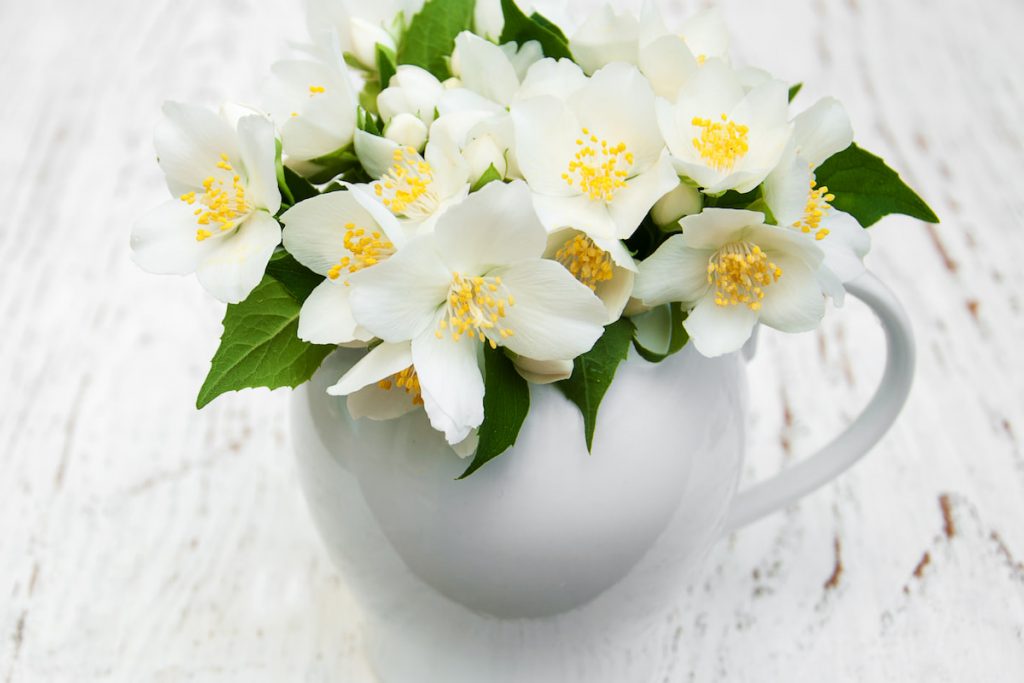 Vase with jasmine flowers
