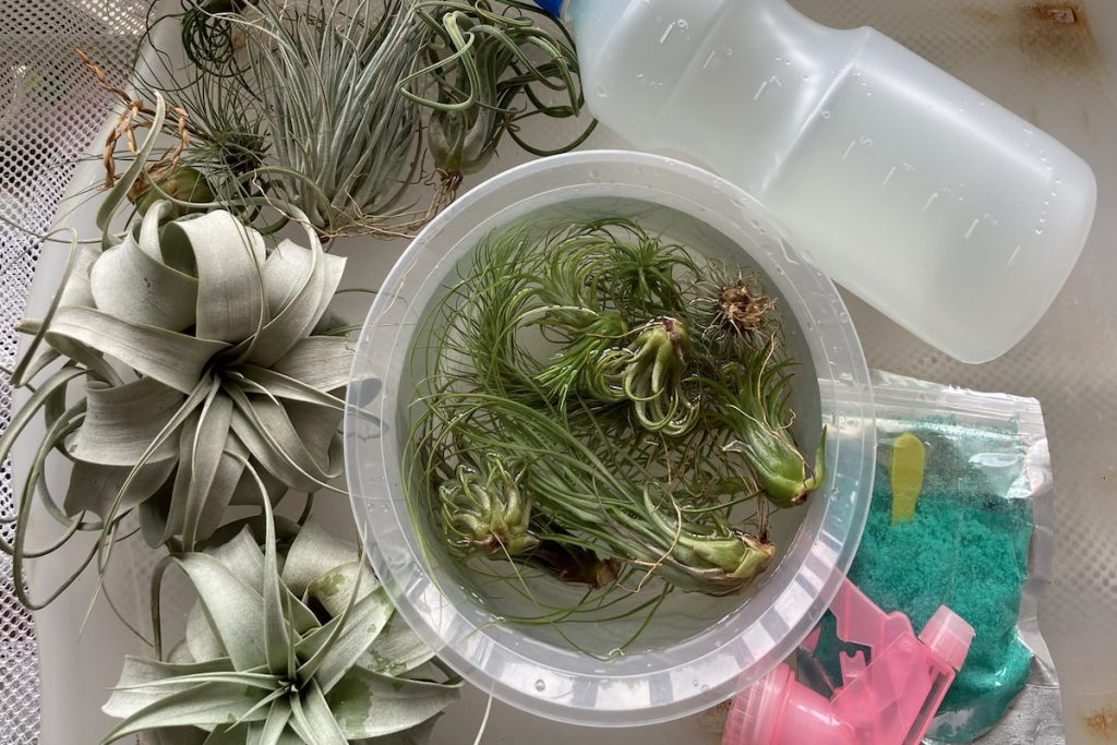 Watering air plants
