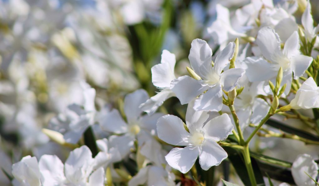 White Oleander flowers
