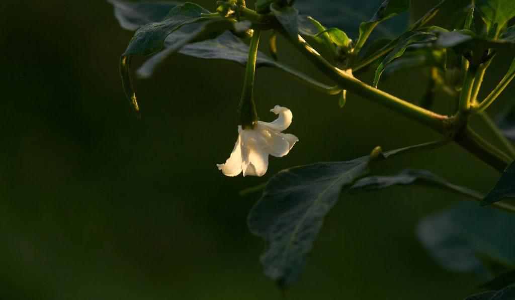 White flower of the chili pepper
