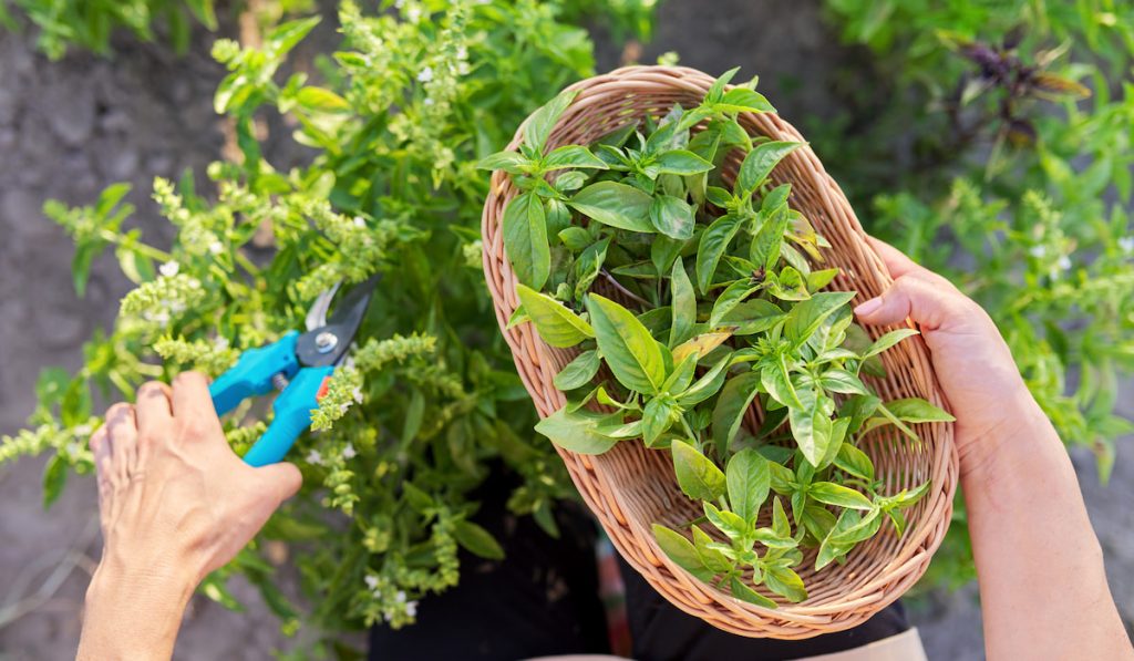 Woman farmer gardener cuts basil with pruner, leaves in basket

