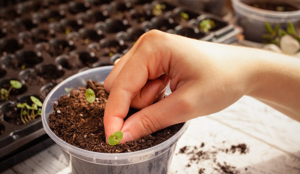 Woman replants basil sprouts in a large pot. 