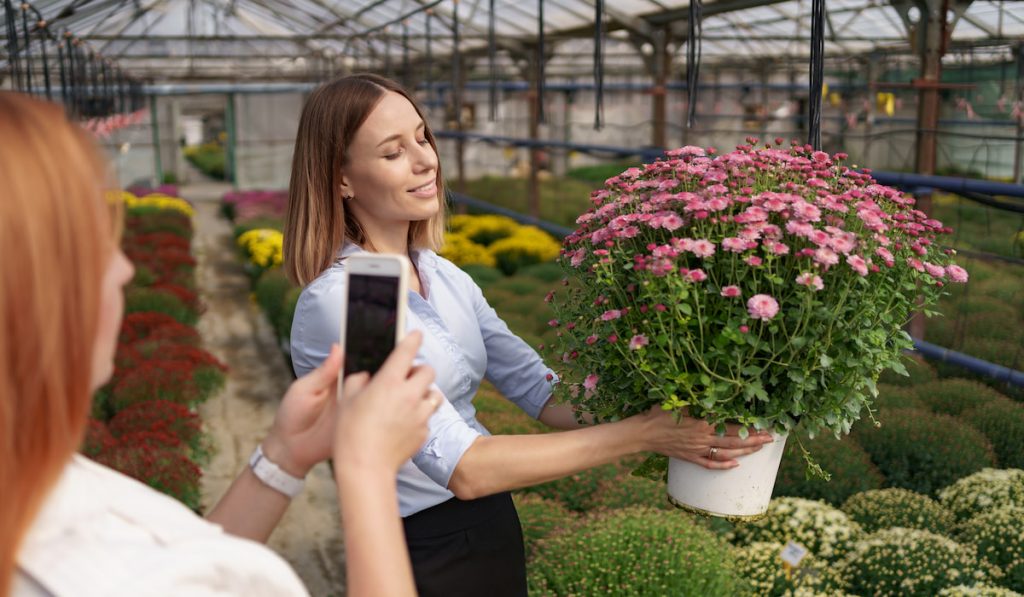 Woman taking photo on chrysanthemums in greenhouse
