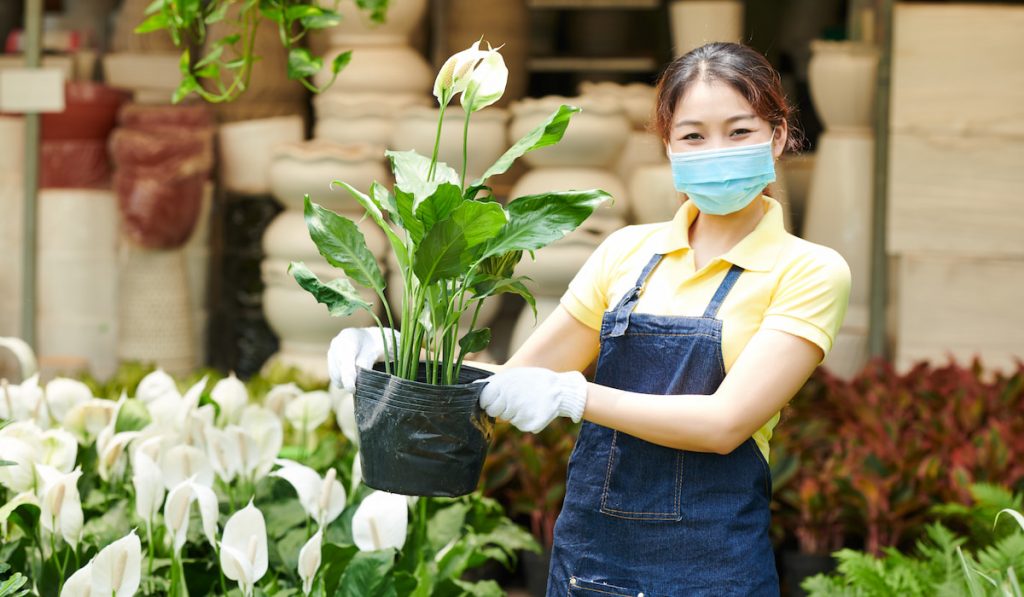 Worker holding pot with peace lily
