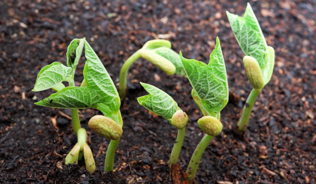 Young bright green sprouts of green beans
