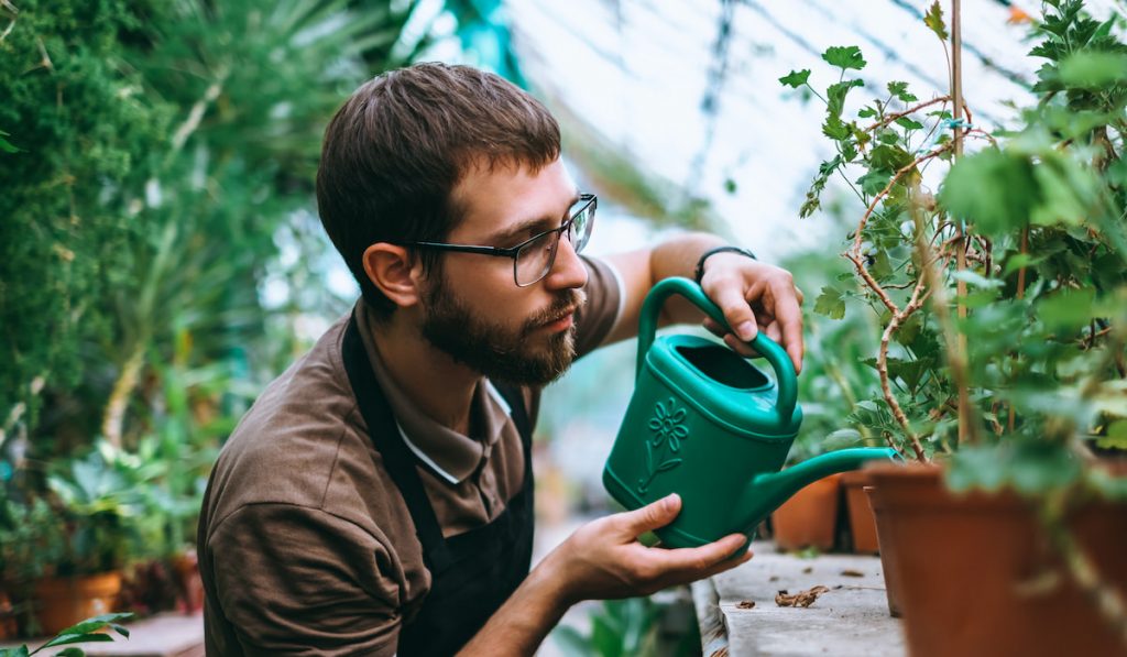 Young man gardener watering potted plants in greenhouse