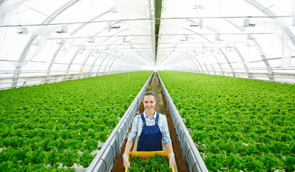 Young woman in uniform carrying box with freshly picked lettuce in greenhouse