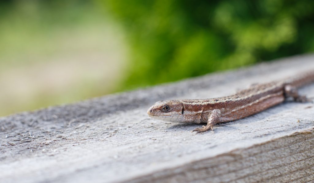 a brown lizard on a wooden board in a summer garden on a green grass background
