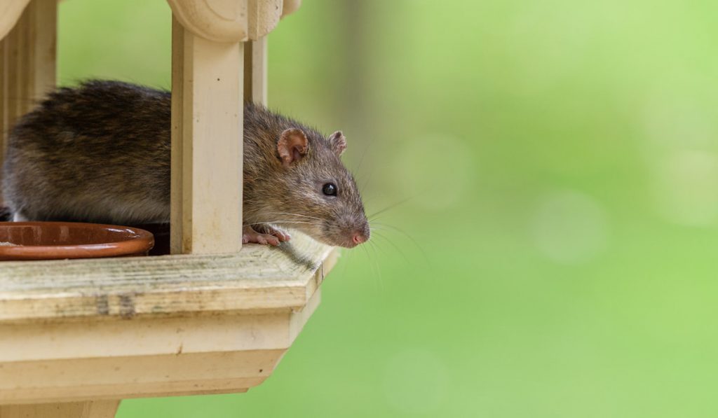 a cheeky brown rat looking out of a bird table
