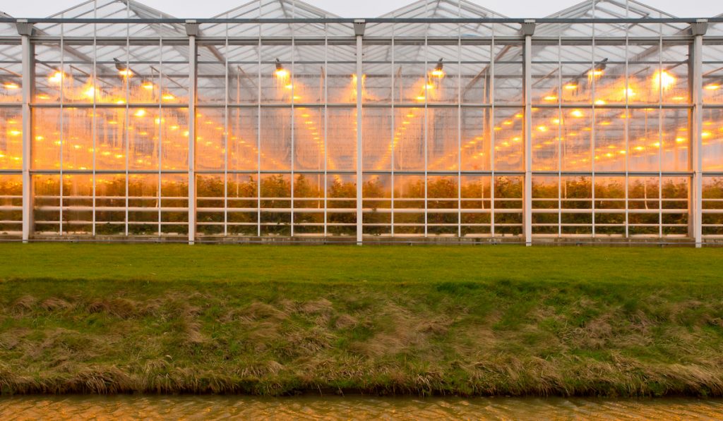 background of a commercial greenhouse

