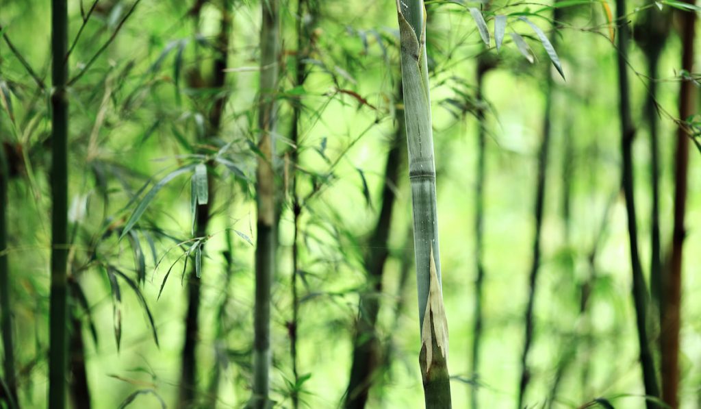 bamboo in the forest