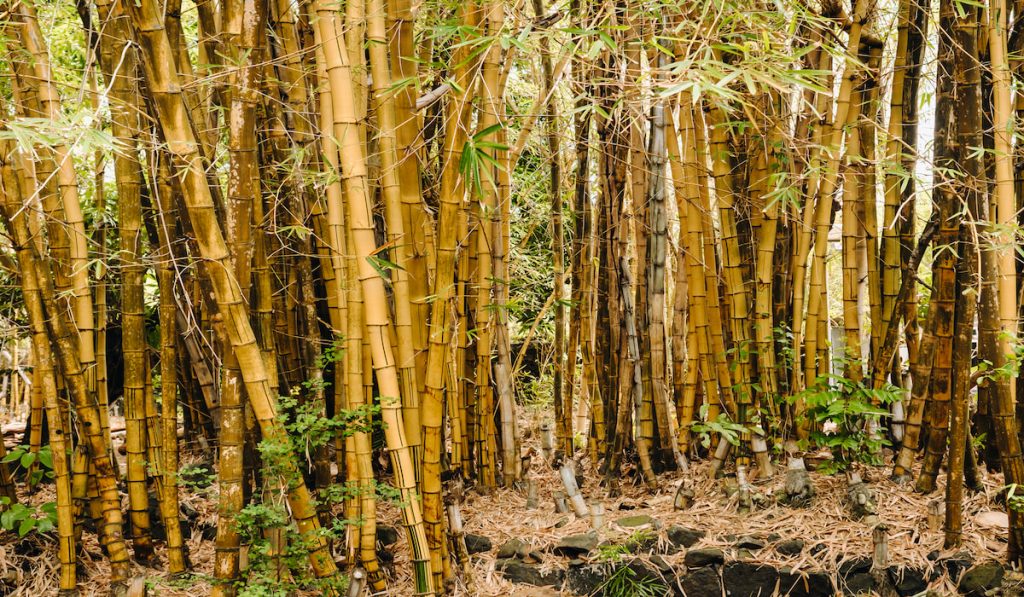 bamboo trees growing in a botanical garden