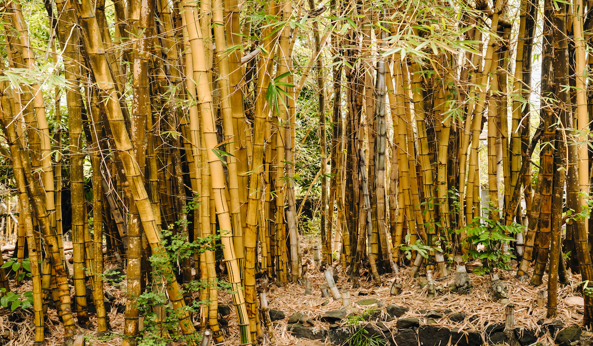 Will Bamboo Grow in the Desert? – Gardening Glow