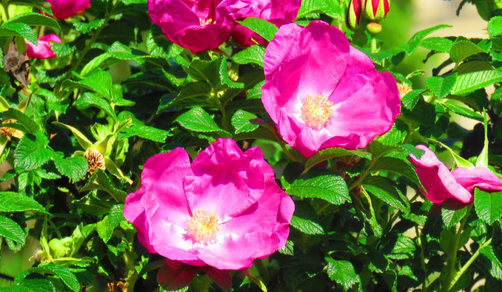 beach rose flowers