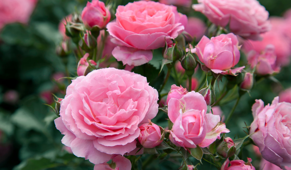 Do Roses Like Coffee Ground? Gardening Glow