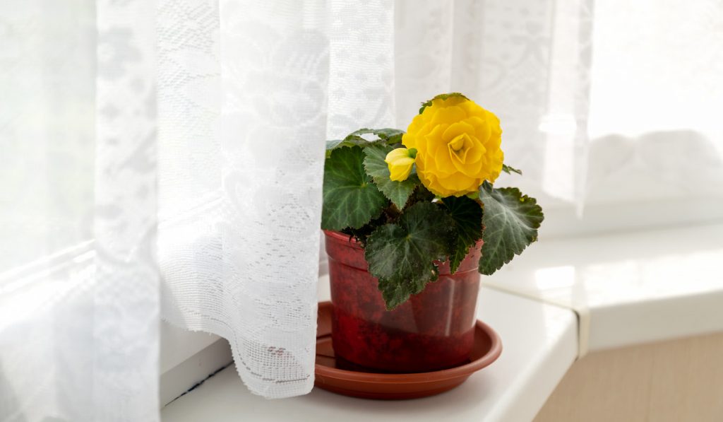 blooming begonia plant with yellow flower grows in flowerpot on windowsill