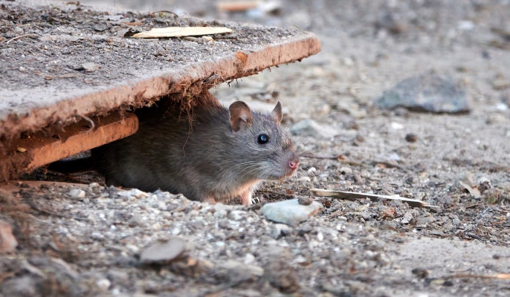 brown rat under a piece of wood