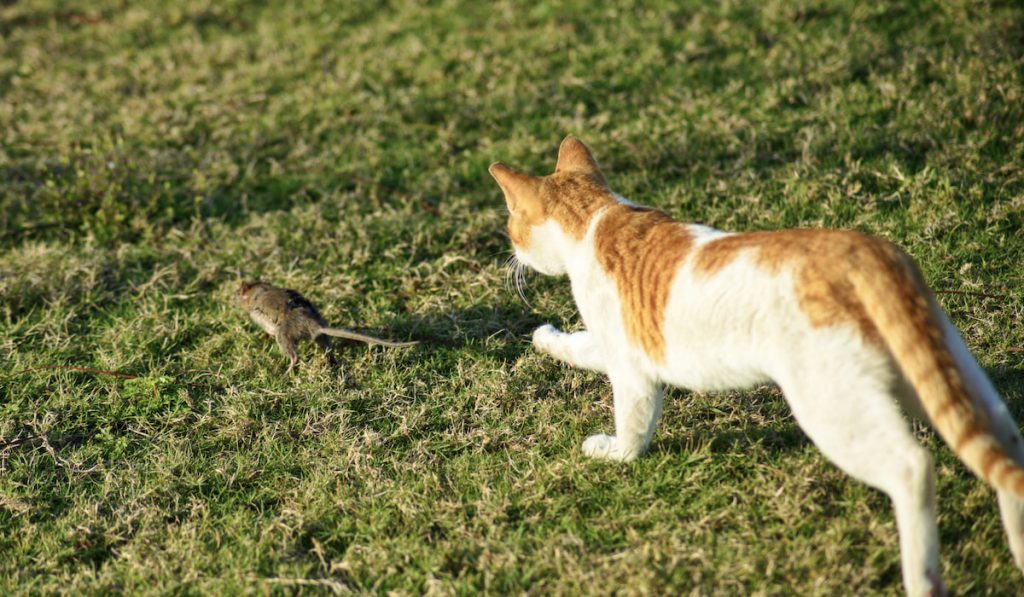 cat chases mouse in the garden