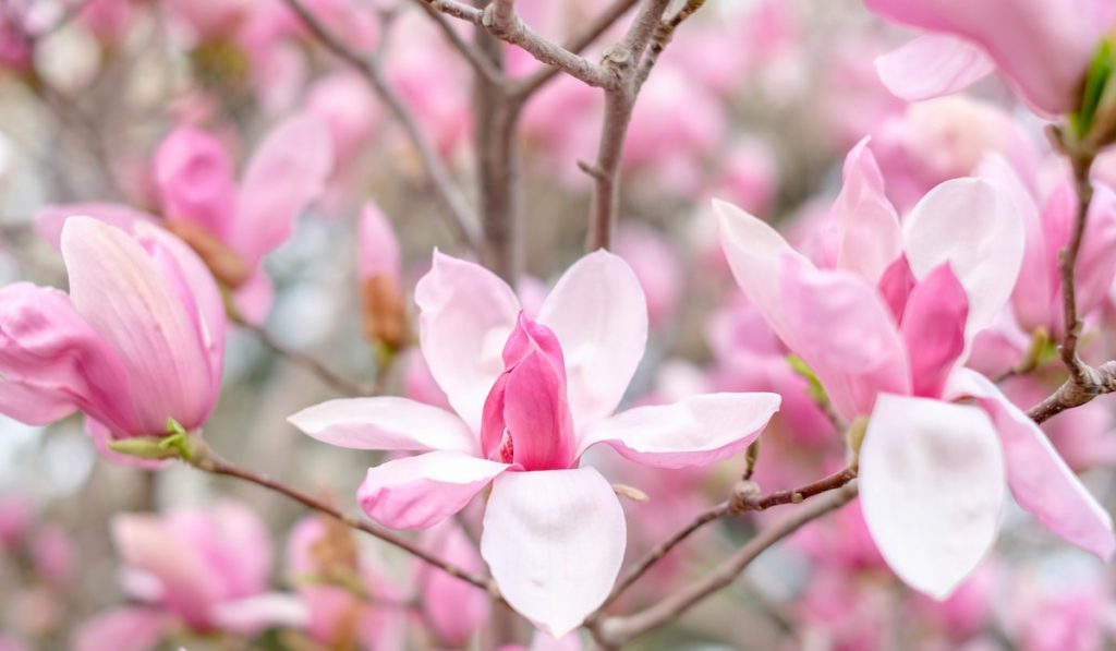 closeup of chinese Saucer Magnolia flower tree in spring seasonal