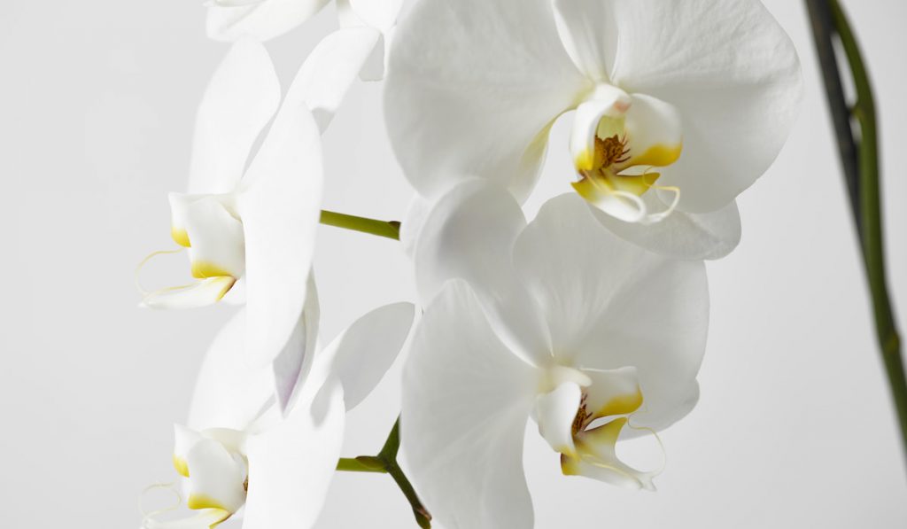 closeup of white Dendrobium Orchid flower