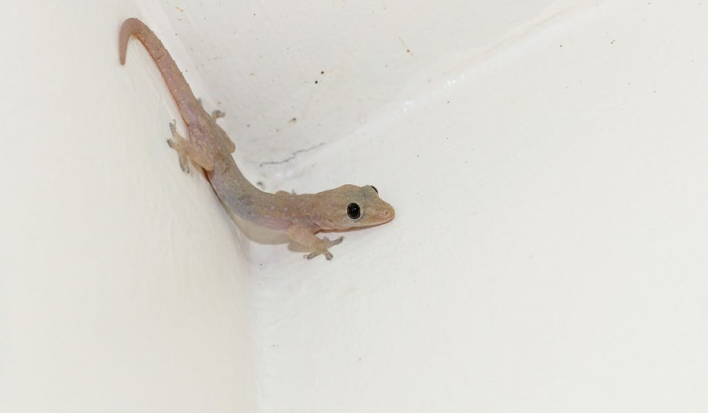 common house lizard on a wall 