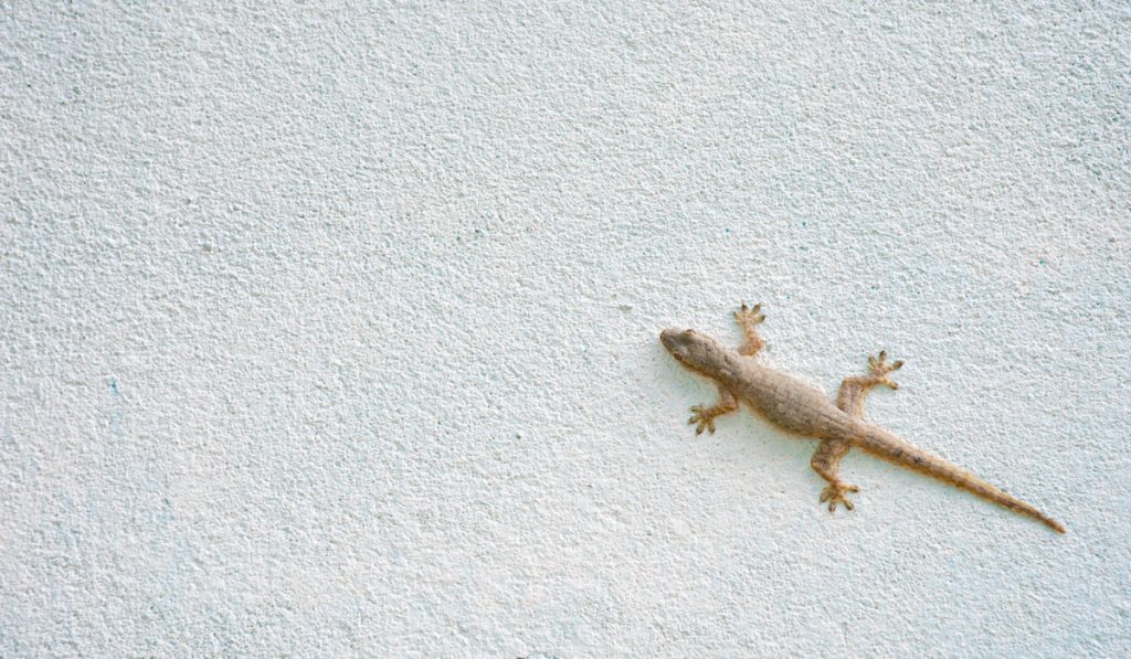 common lizard on wall