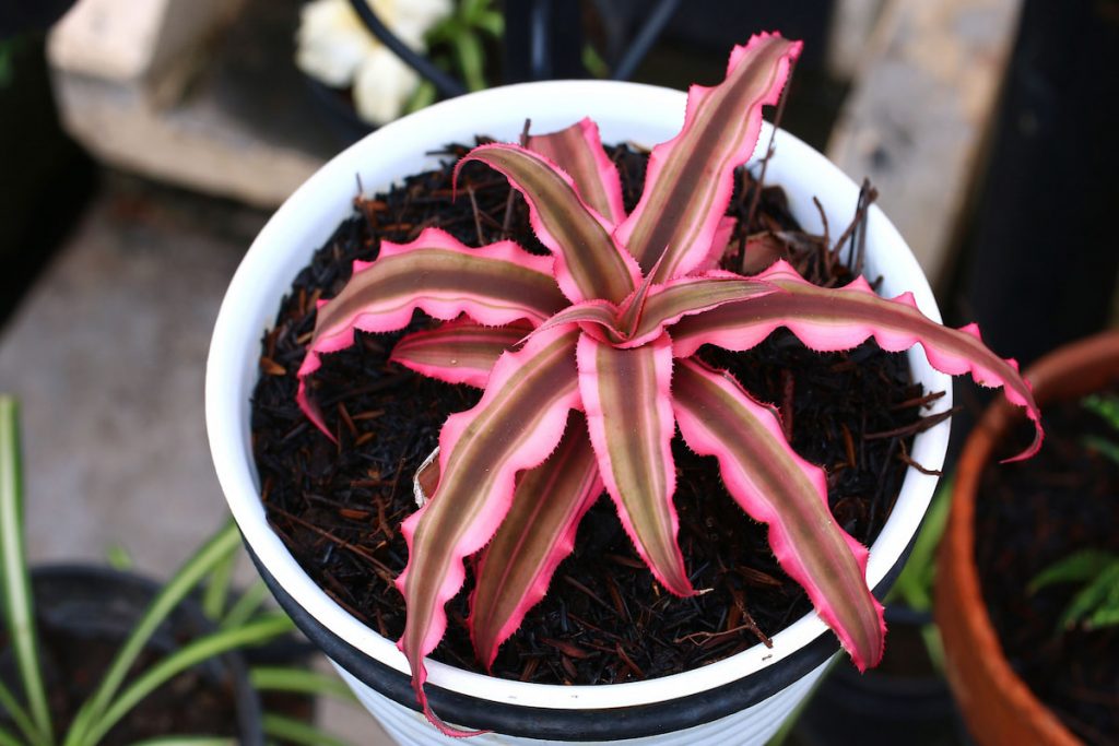 cryptanthus aka earth stars