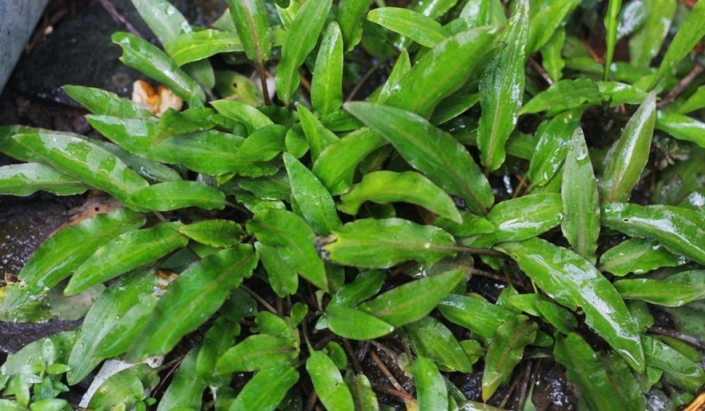 cryptocoryne wendtii