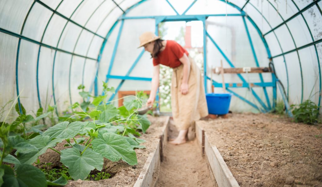 cucumber plants in greenhouse in summer garden not producing cucumber