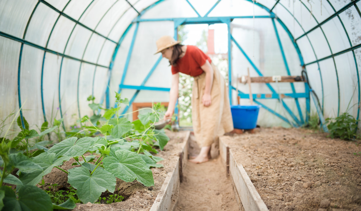 Are Cucumbers SelfPollinating? Gardening Glow