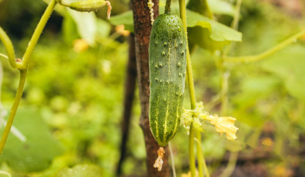 cucumber with yellow flowers