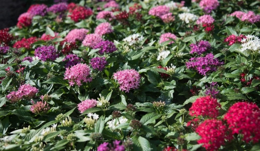 different color of Pentas flower