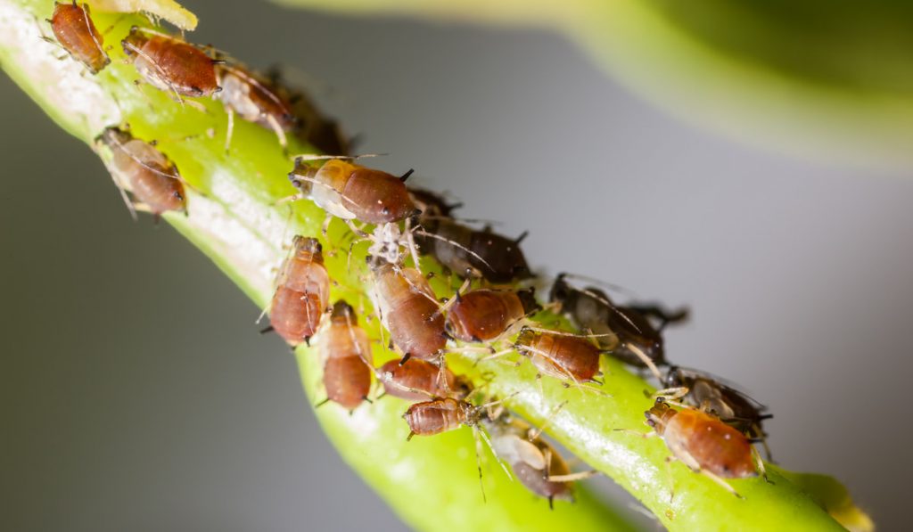 extreme macro shot of a aphids colony over a citrus leaf

