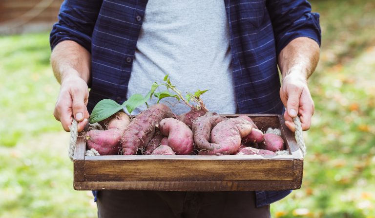 7 Ways to Sprout a Sweet Potato