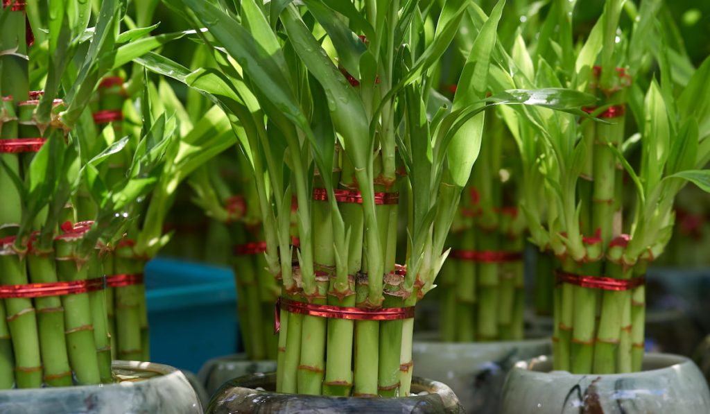 fortune plant or called lucky bamboo