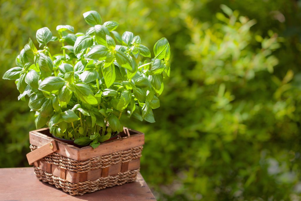 fresh basil herb in garden under the sun