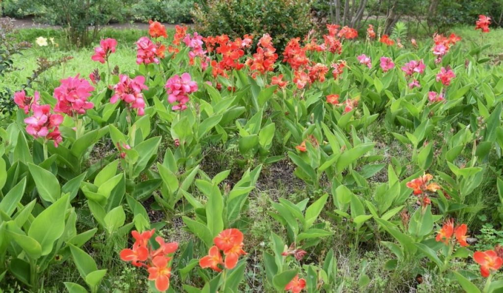 garden full of pink and orange canna lilies