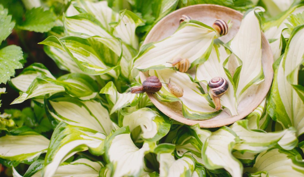 garden snails crawling on the green leaves with water drops after the rain
