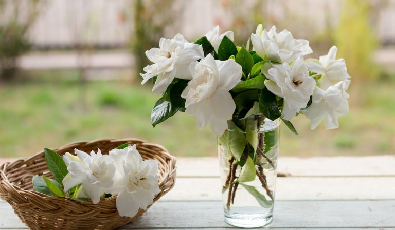 Can Gardenias Grow Indoors? 9 Tips for Success