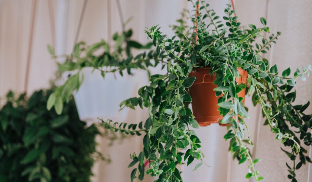 hanging indoor plants, lipstick plant
