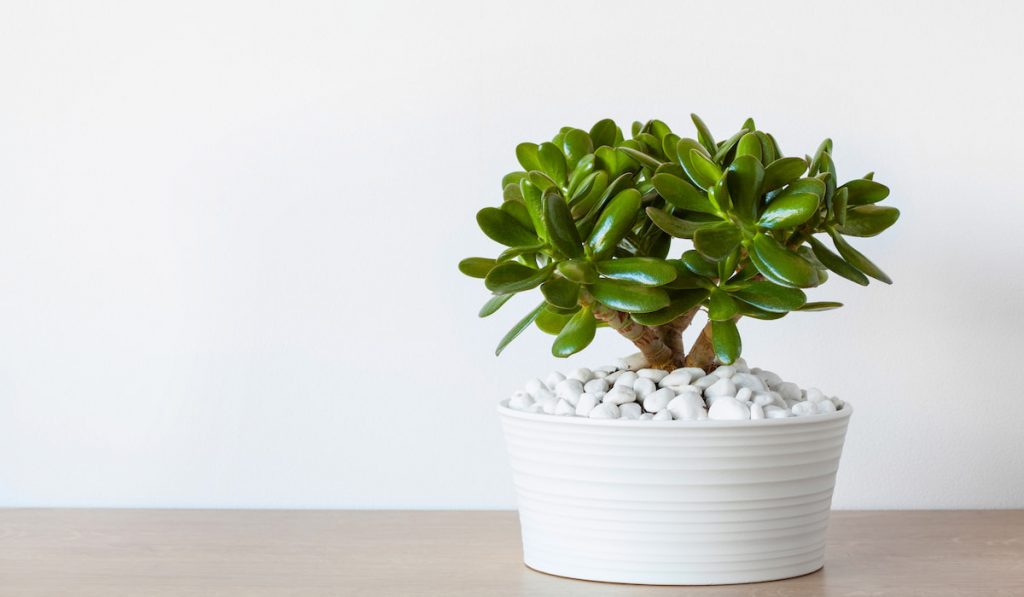 houseplant Crassula ovata jade plant money tree in white pot
