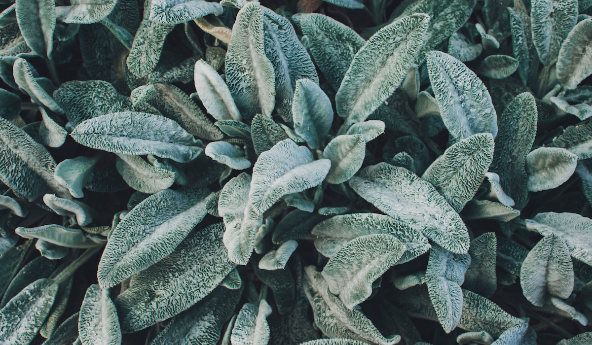 Will Lamb’s Ear Grow in Shade? Gardening Glow