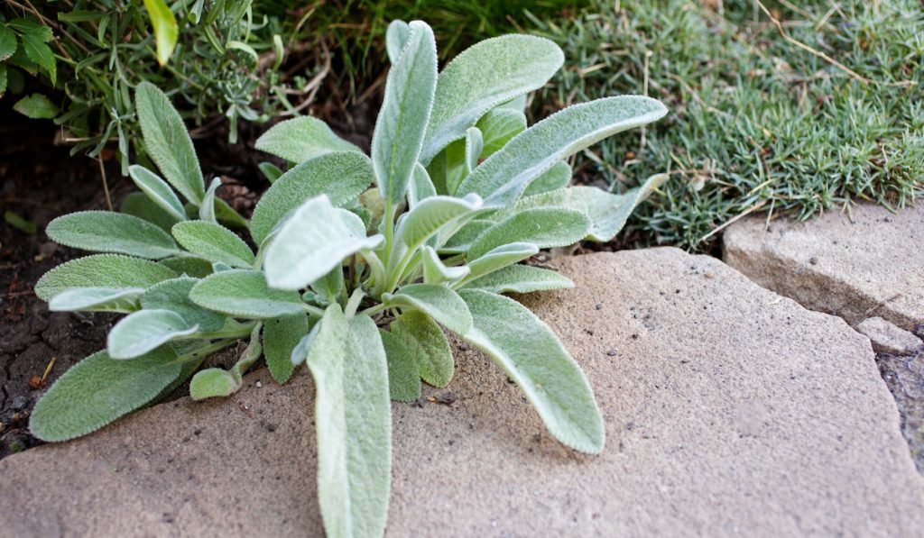 lambs ear plant outdoor between rock and grass 
