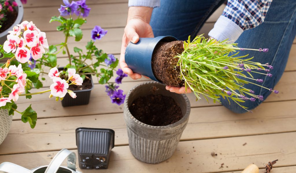 man gardener planting pansy, lavender flowers in flowerpot in garden on terrace